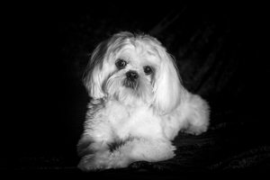 Shih Tzu Gift Certificate